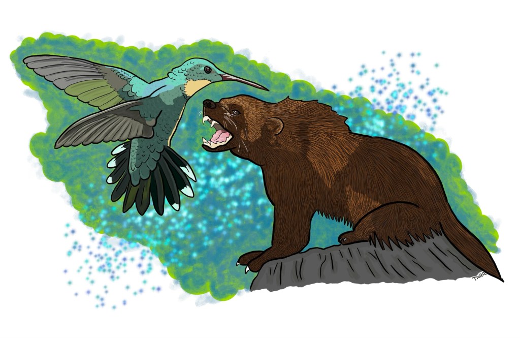 drawing of a hummingbird and wolverine, art by tara caribou copyrighted